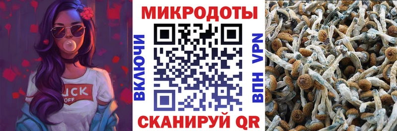 Галлюциногенные грибы Psilocybine cubensis  Купить  Калачинск 